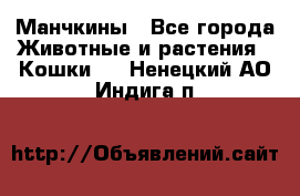 Манчкины - Все города Животные и растения » Кошки   . Ненецкий АО,Индига п.